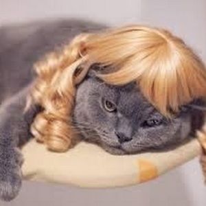 Meet your Posher, Leslie